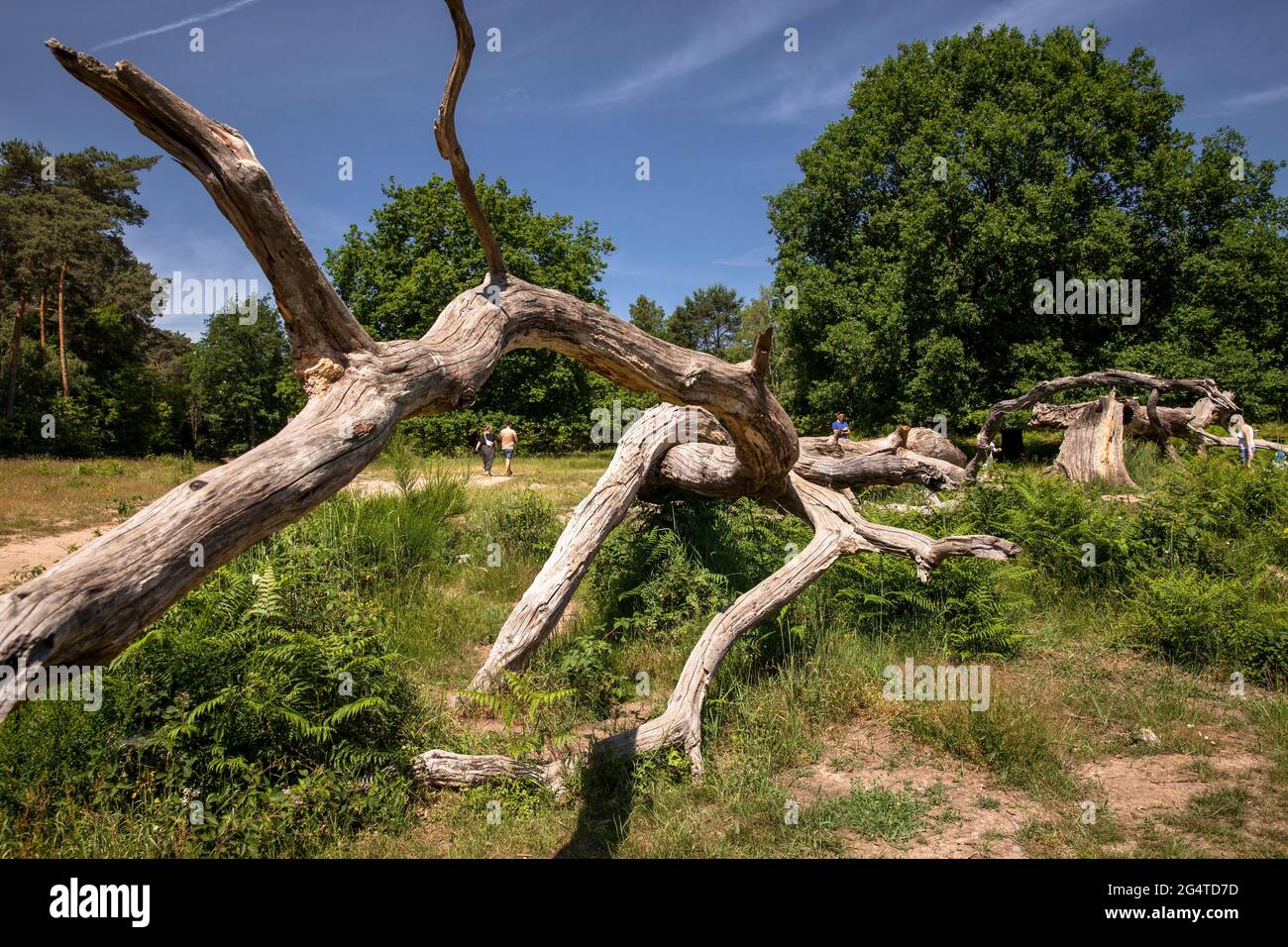 fallen and dead tree in the Wahner Heath near Telegraphen hill, Troisdorf, North Rhine-Westphalia, Germany.  umgestuerzter und abgestorbener Baum in d Stock Photo