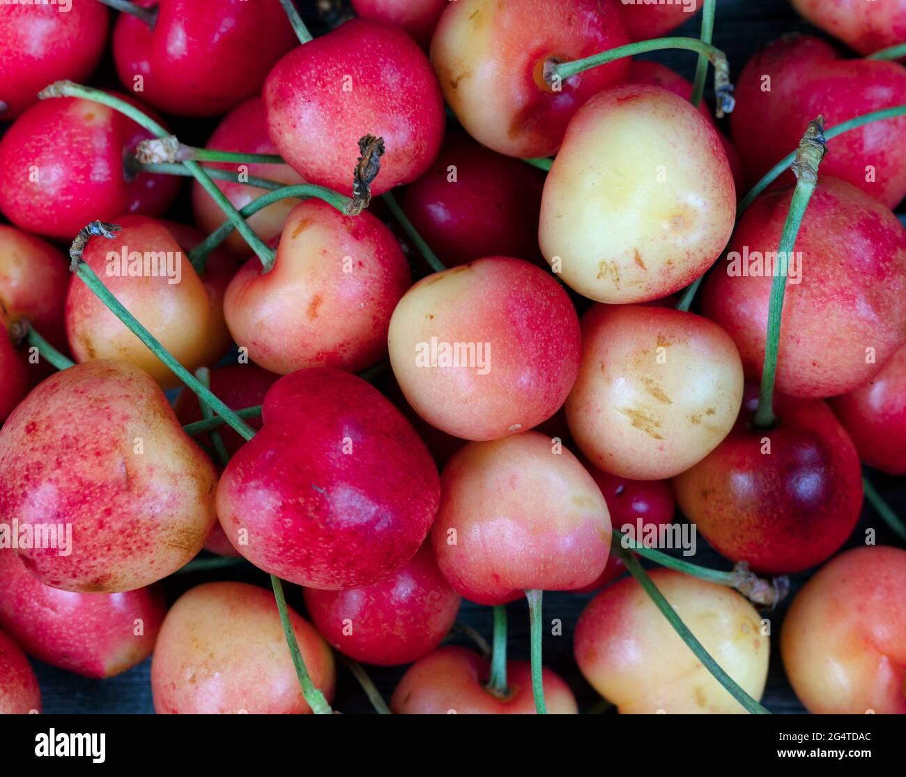 Organic raw rainier cherries in filled frame layout for food background Stock Photo