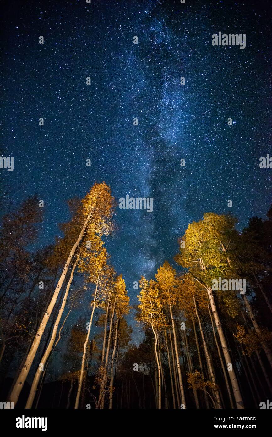 The milky way over a stand of aspens, Elk Mountains, Colorado Stock Photo