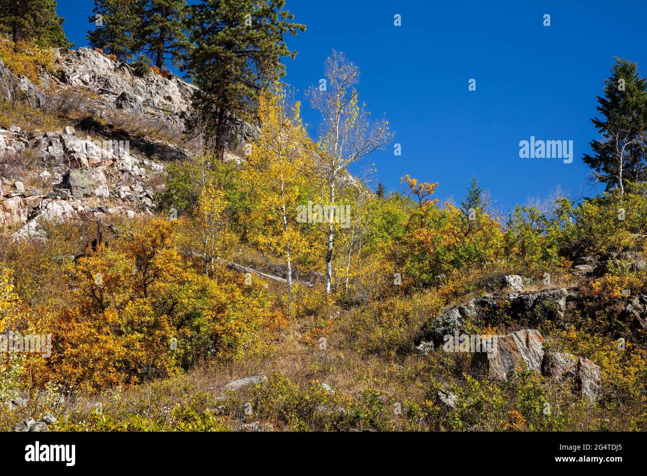Aspens along Old Lime Creek Road in autumn, San Juan National Forest, San Juan County, Colorado Stock Photo