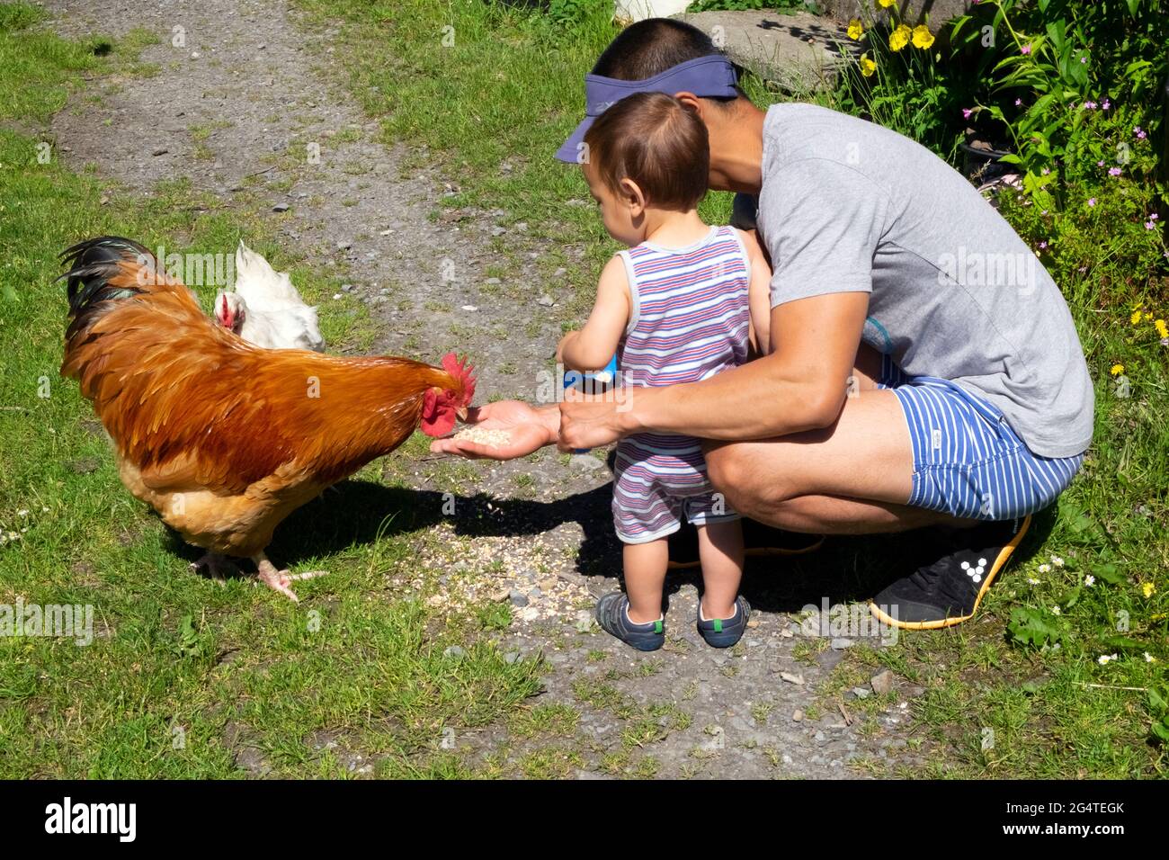 Father kneeling with toddler rear view parent helping showing child feed feeding grain to chicken white hen and rooster on staycation Wales UK DEWITT Stock Photo