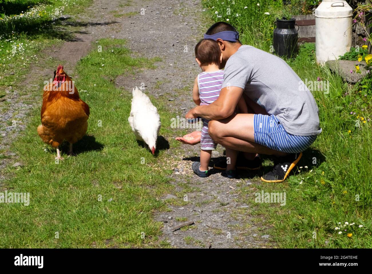 Father kneeling with toddler rear view parent helping showing child feed feeding grain to chicken white hen and rooster on staycation Wales UK DEWITT Stock Photo