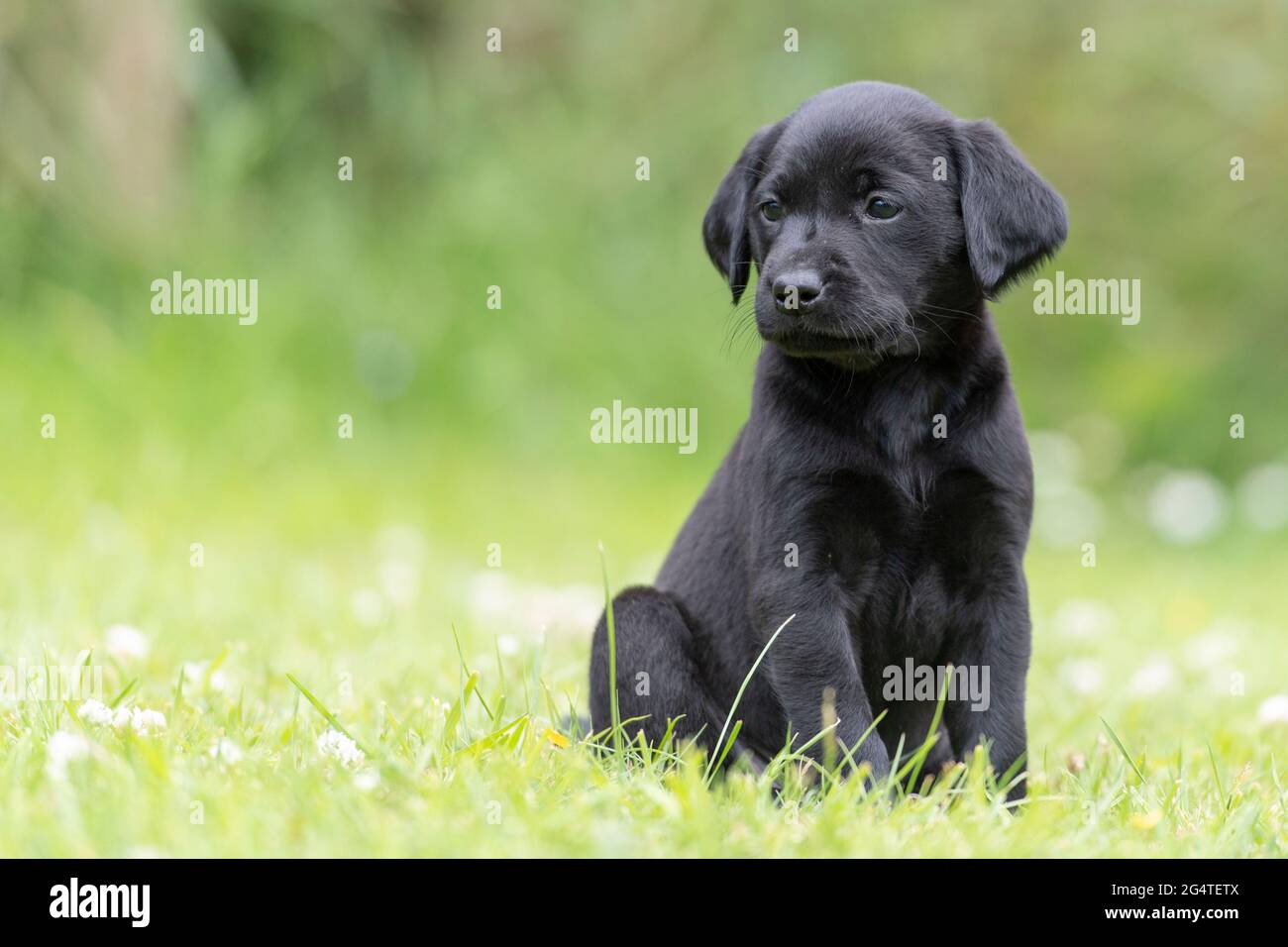 black Labrador retriever puppy Stock Photo