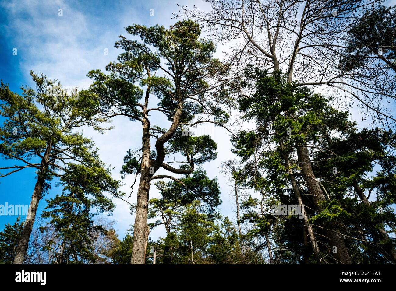 point Pleasant park hiking trails Stock Photo Alamy