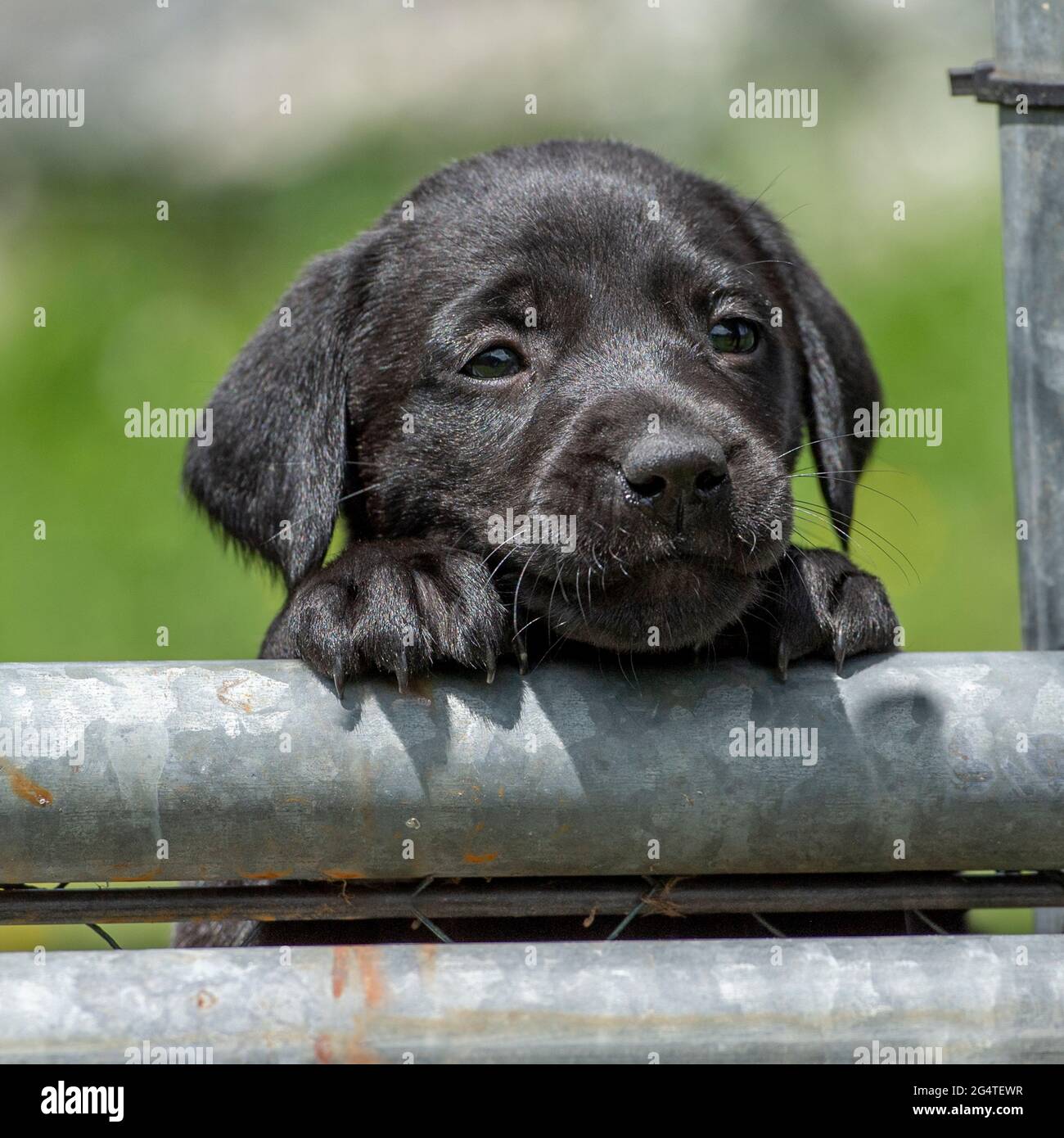 cute black labrador puppy Stock Photo