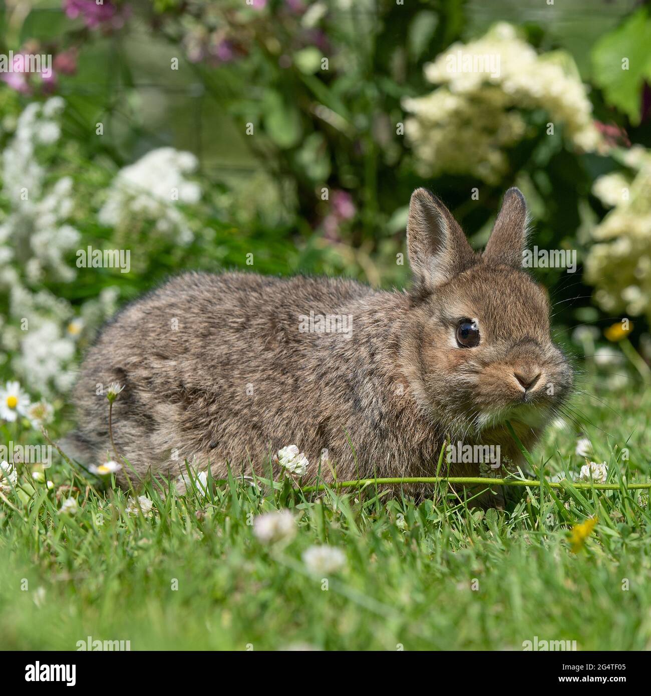 baby Netherland dwarf rabbit Stock Photo