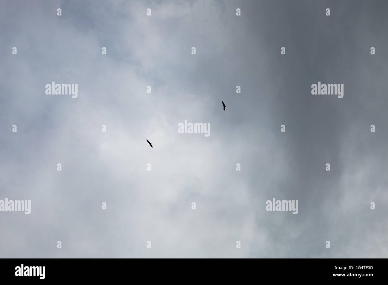 Two birds flying above clouds hi-res stock photography and images - Alamy