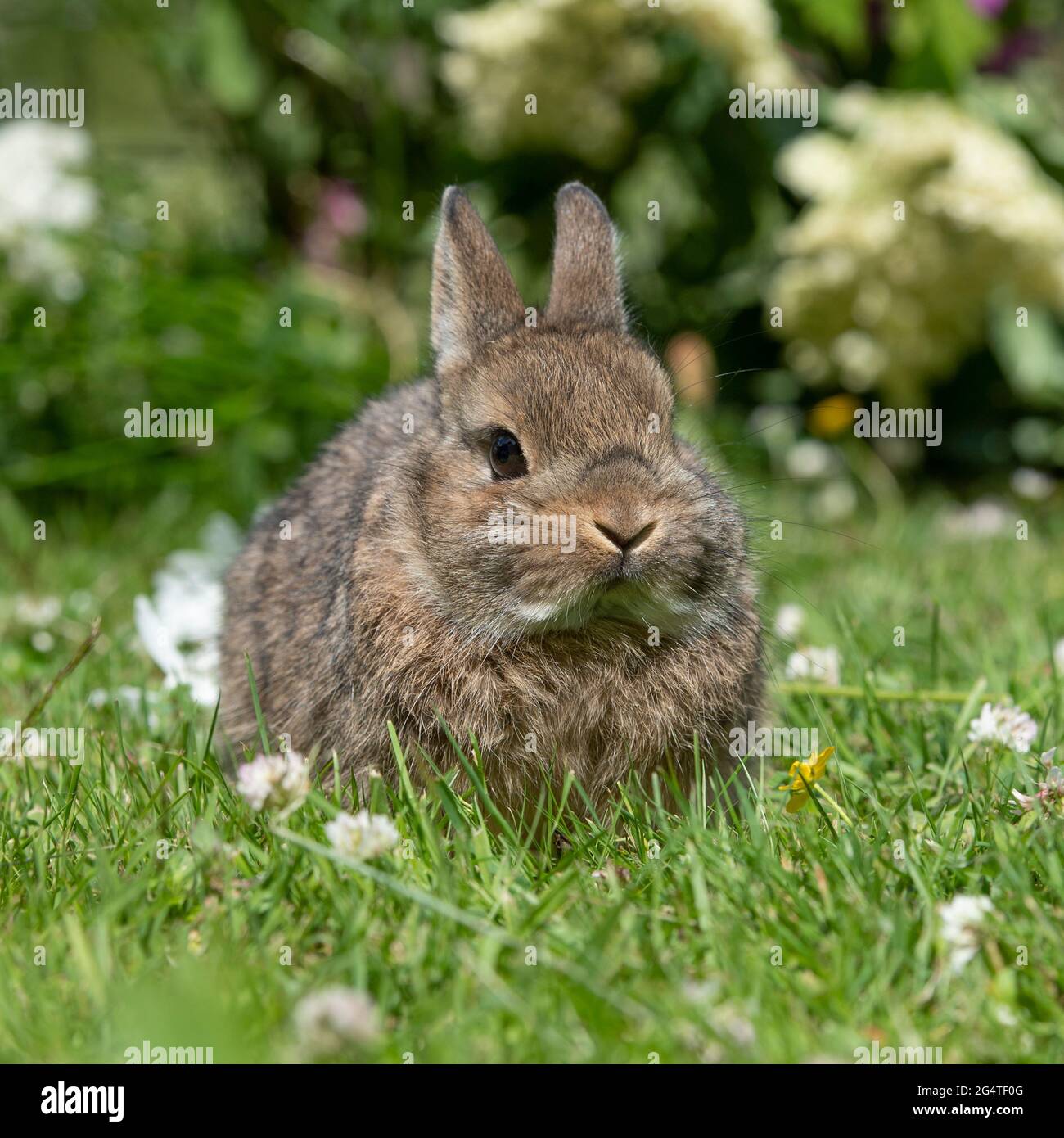 baby Netherland dwarf rabbit Stock Photo