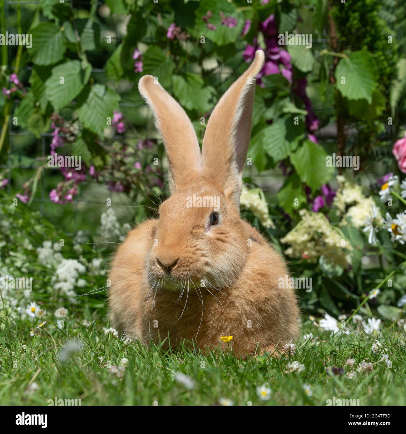 Belgian Giant rabbit Stock Photo