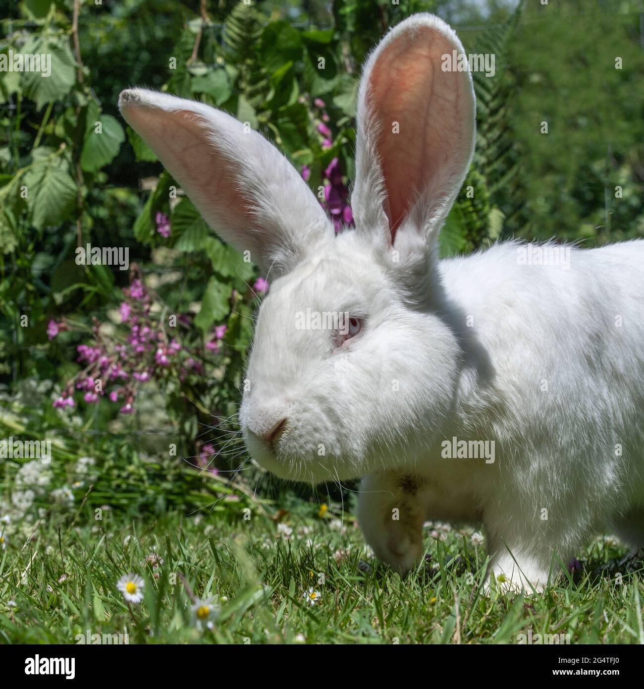 netherland dwarf rabbit Stock Photo
