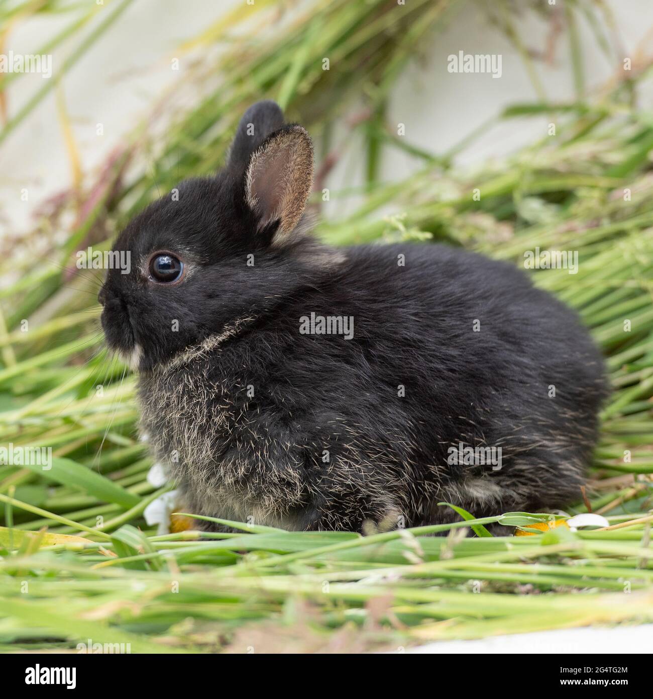 baby Netherland dwarf rabbit Stock Photo Alamy
