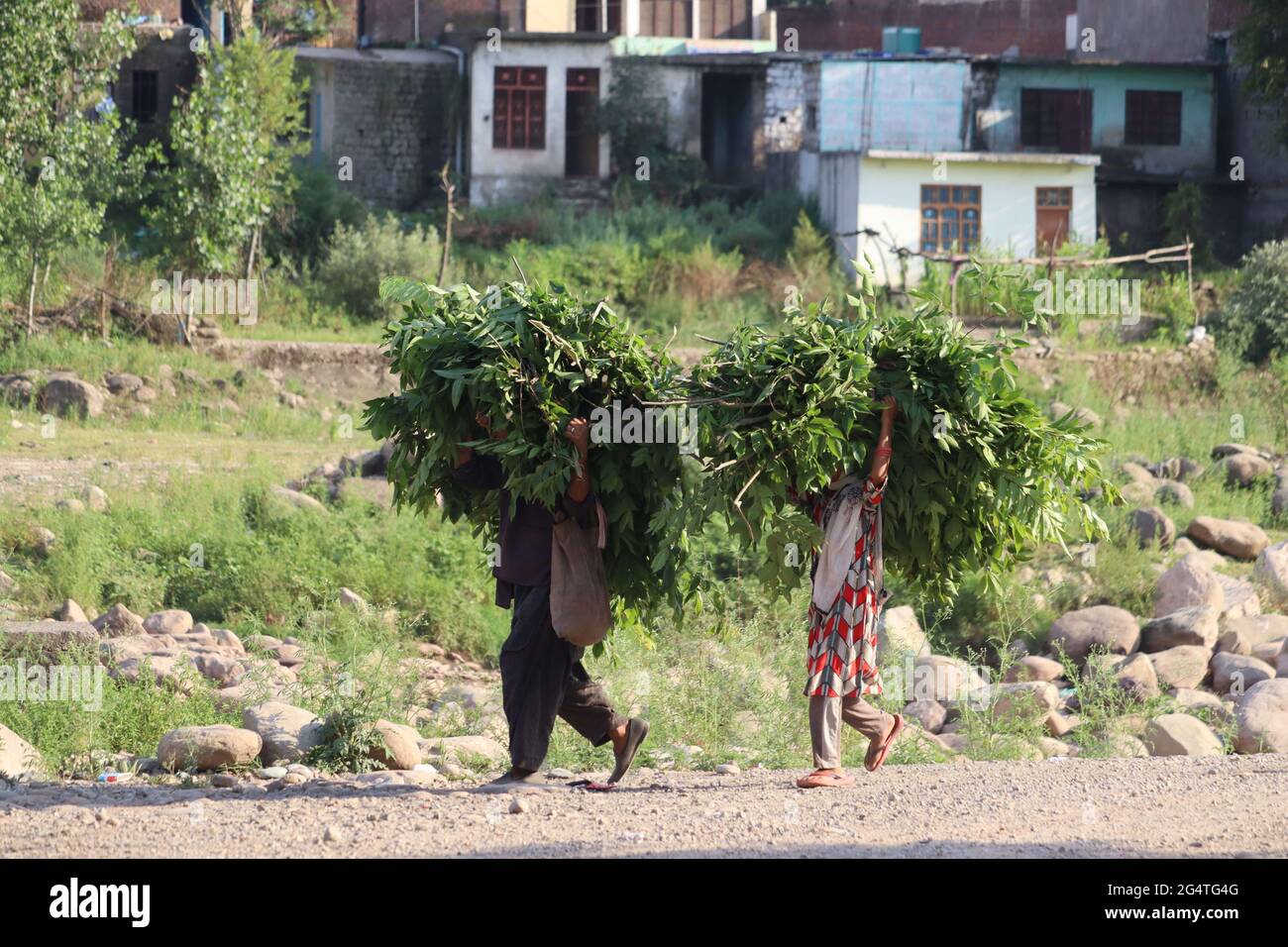 June 23, 2021, Poonch, Jammu and Kashmir, India People carry fodder