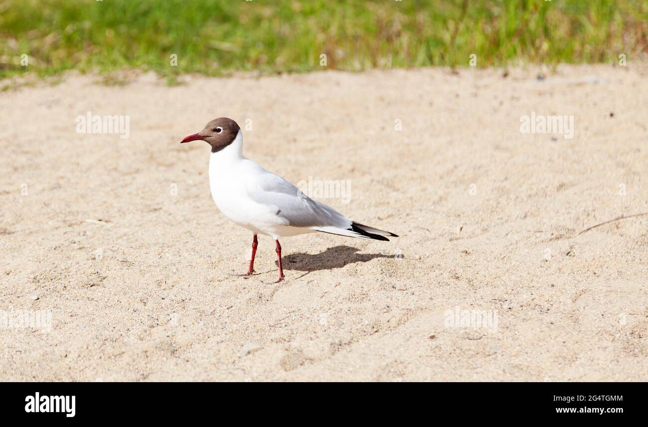 Black-headed gull in close-up on sandy beach Stock Photo