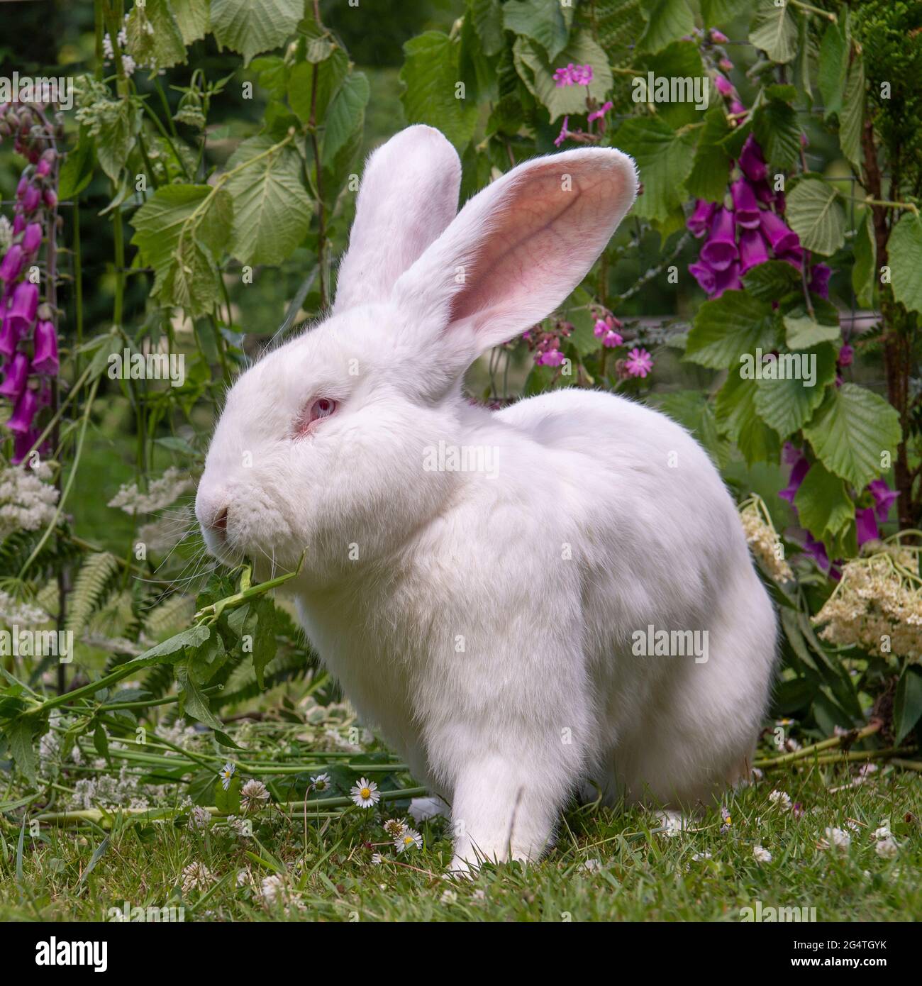 giant dutch rabbit Stock Photo - Alamy