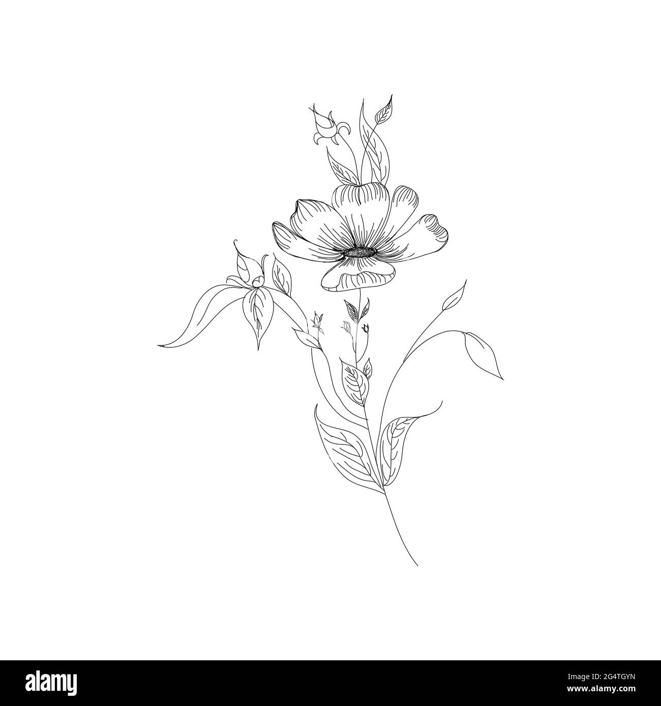 Sketch Floral Botany Collection. Flower drawings. Black and white with