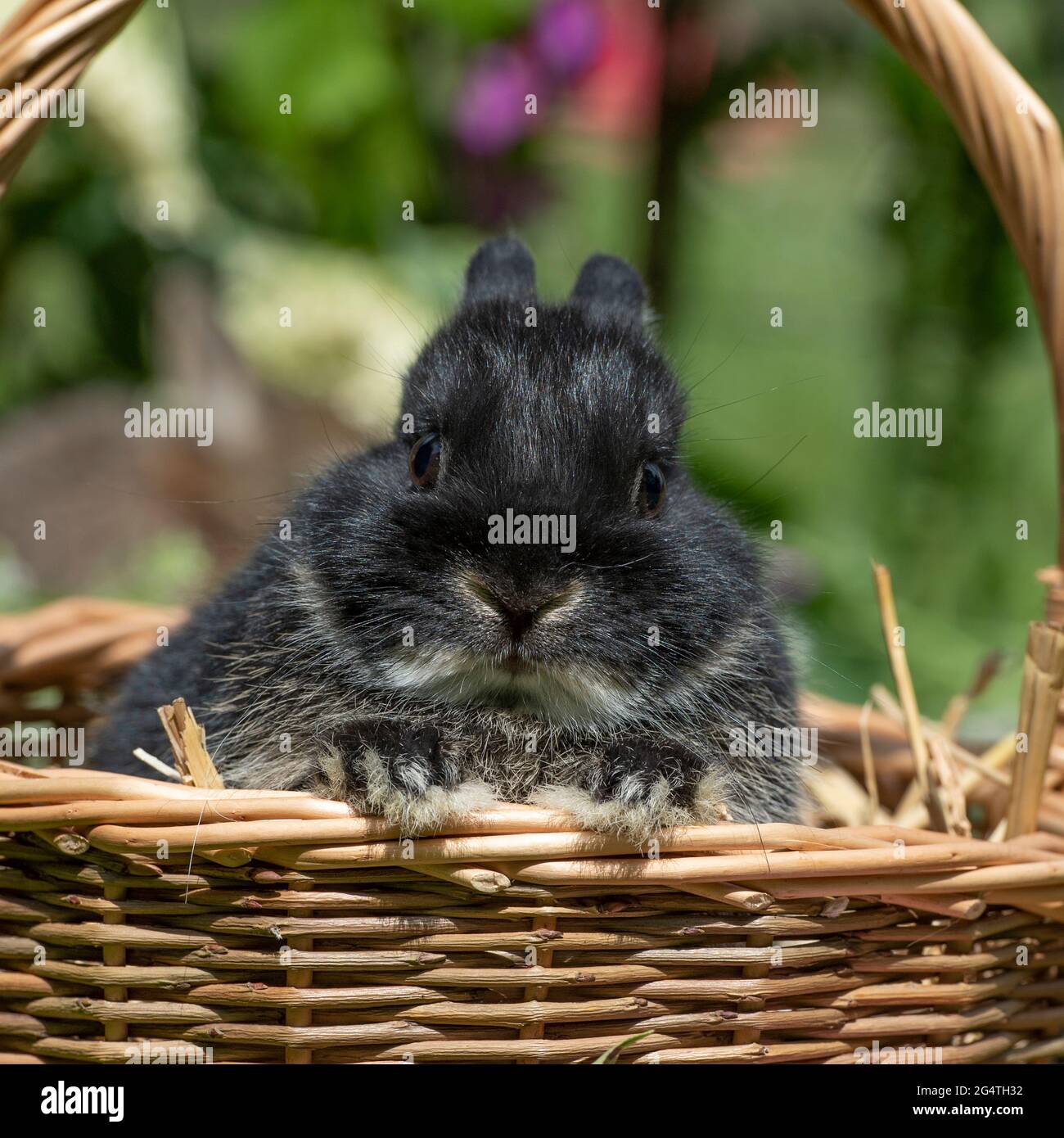 baby Netherland dwarf rabbit in a basket Stock Photo Alamy