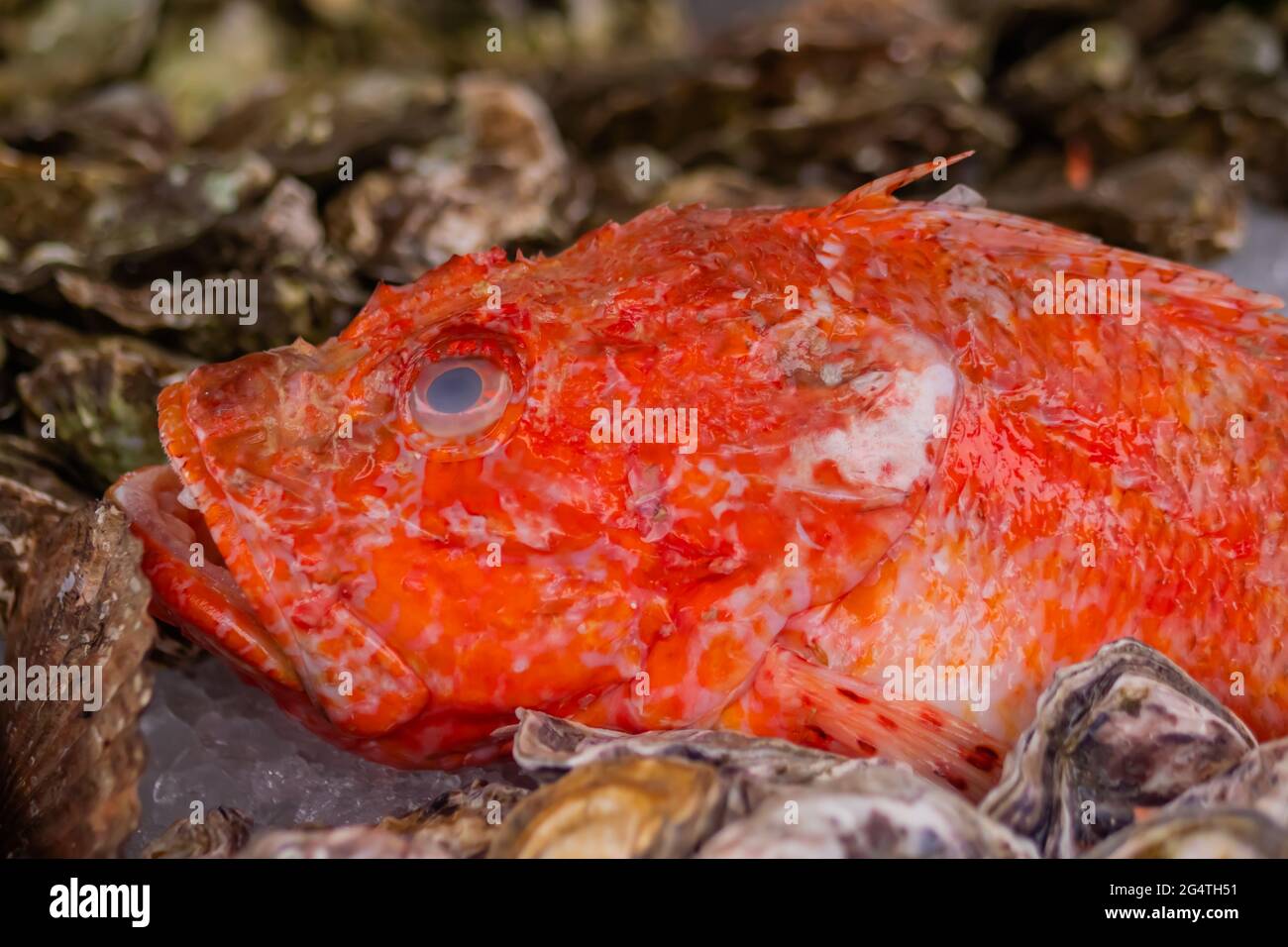 Raw red sea bass on counter at summer local food market - close up Stock Photo