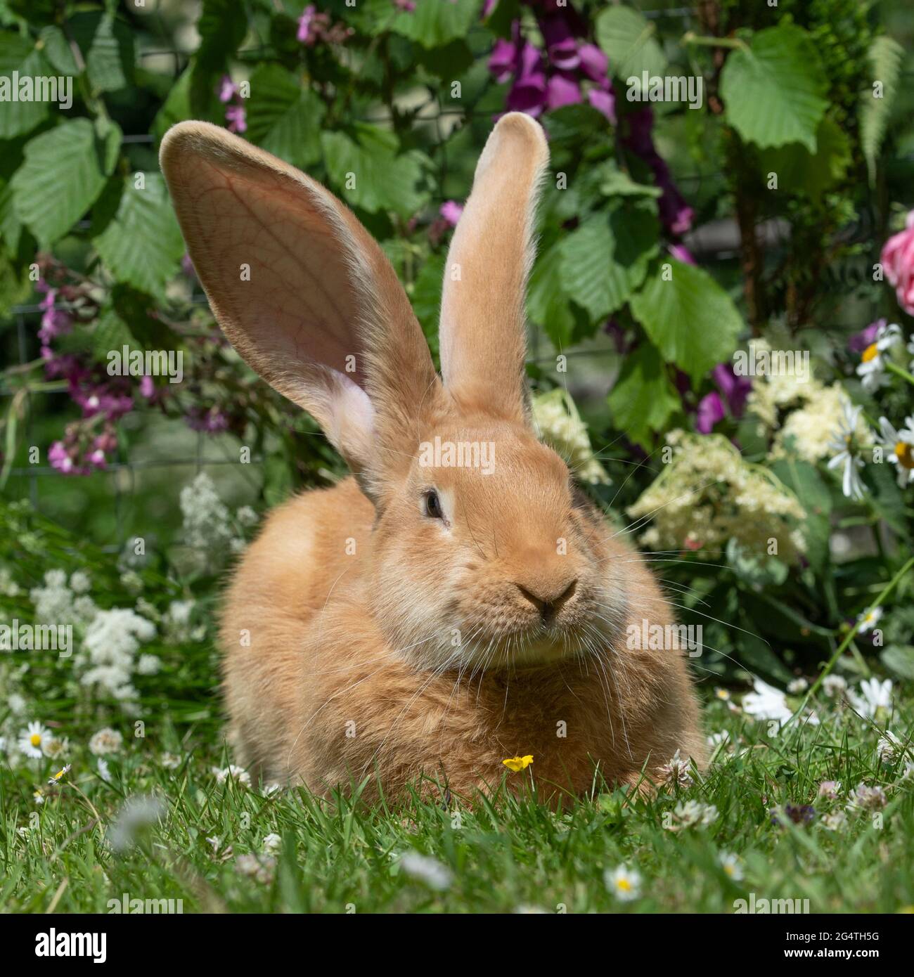Belgian Giant rabbit, Flemish Stock Photo