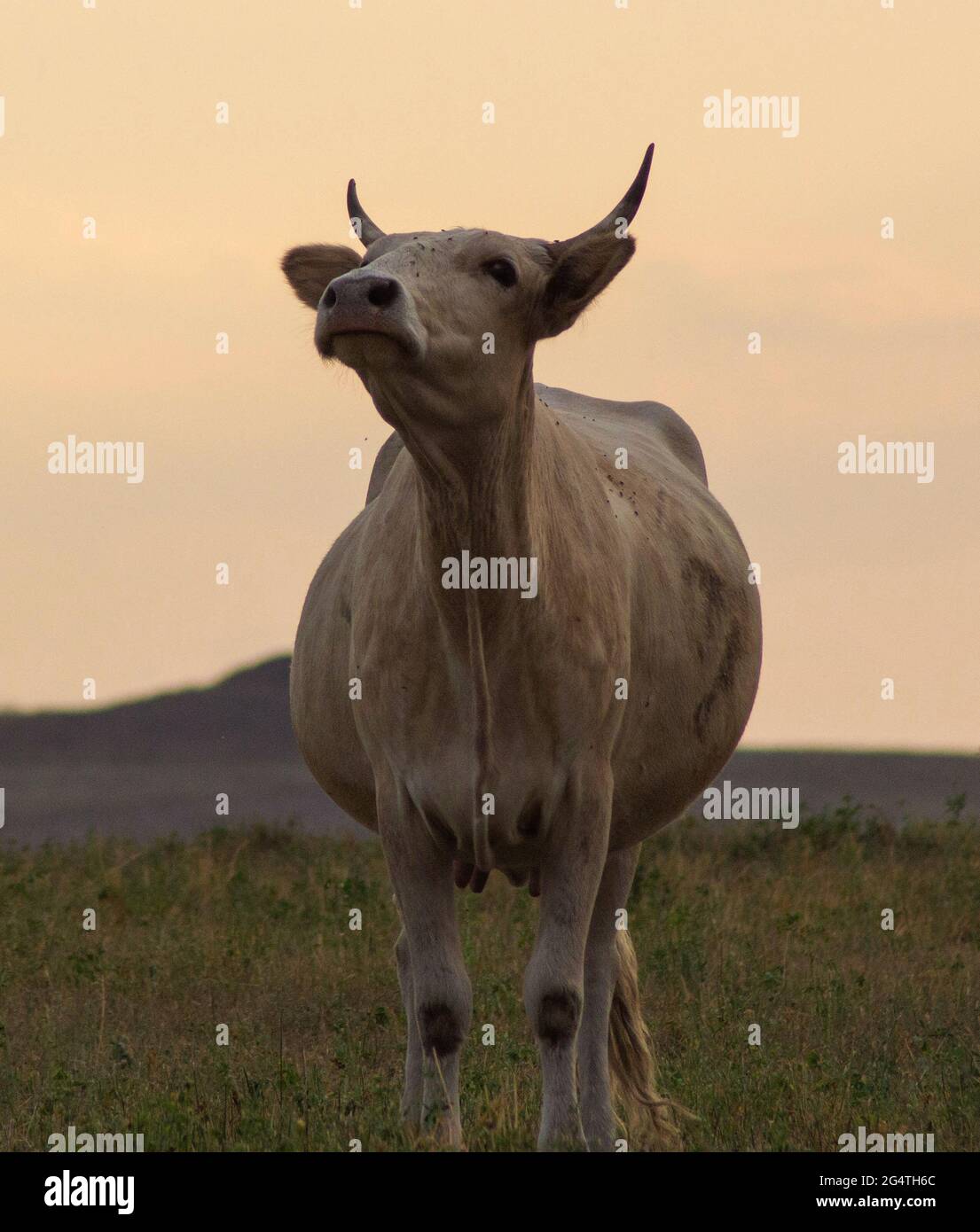 Diary Cow Sunset High Resolution Stock Photography and Images - Alamy