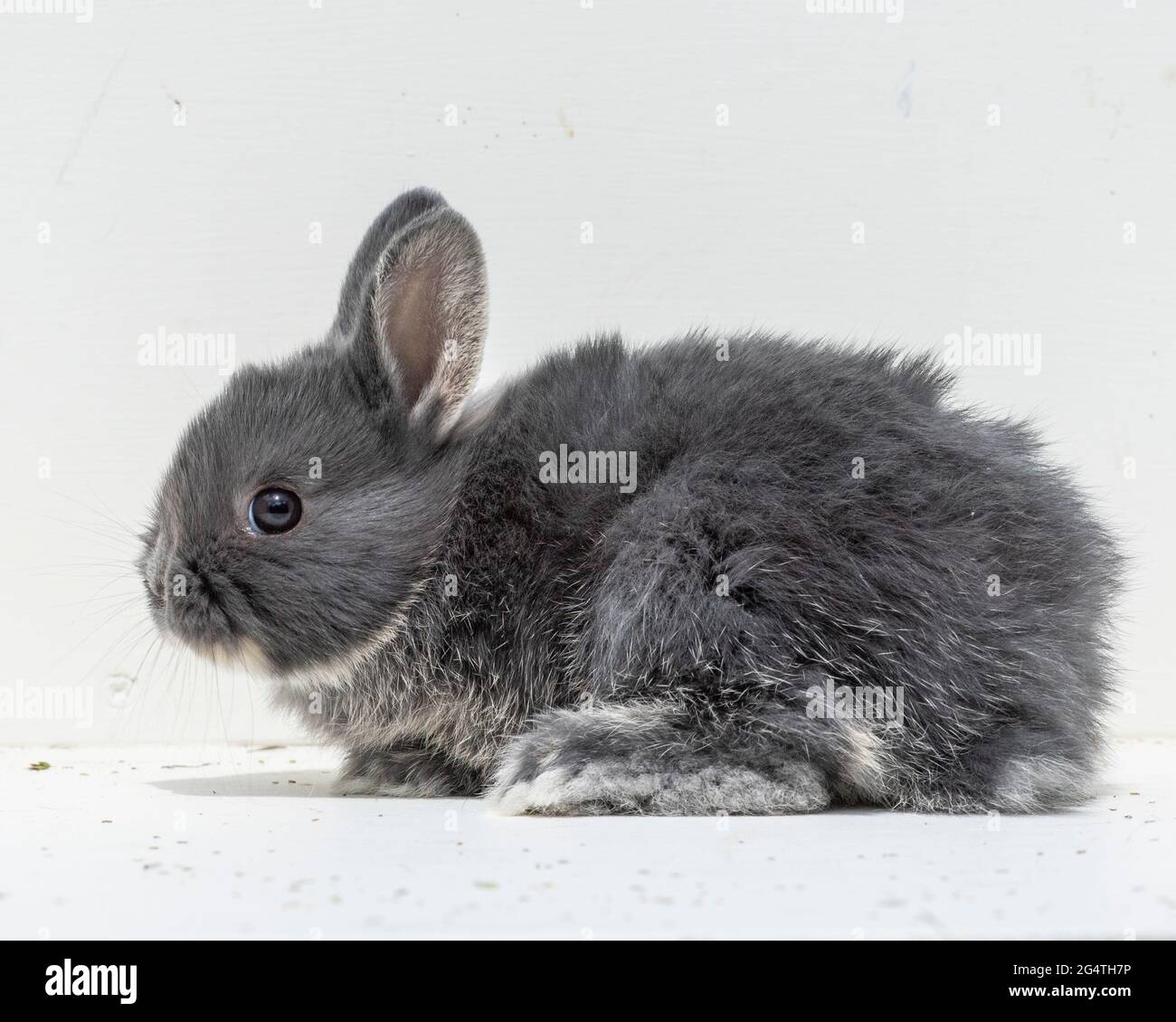 Netherland dwarf baby rabbit Stock Photo
