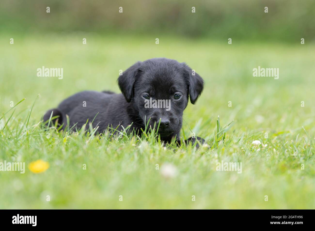 labrador retriever puppy lying down in grass Stock Photo