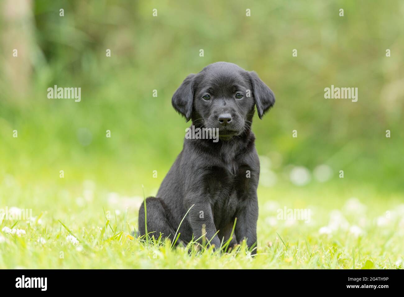 black Labrador retriever puppy Stock Photo