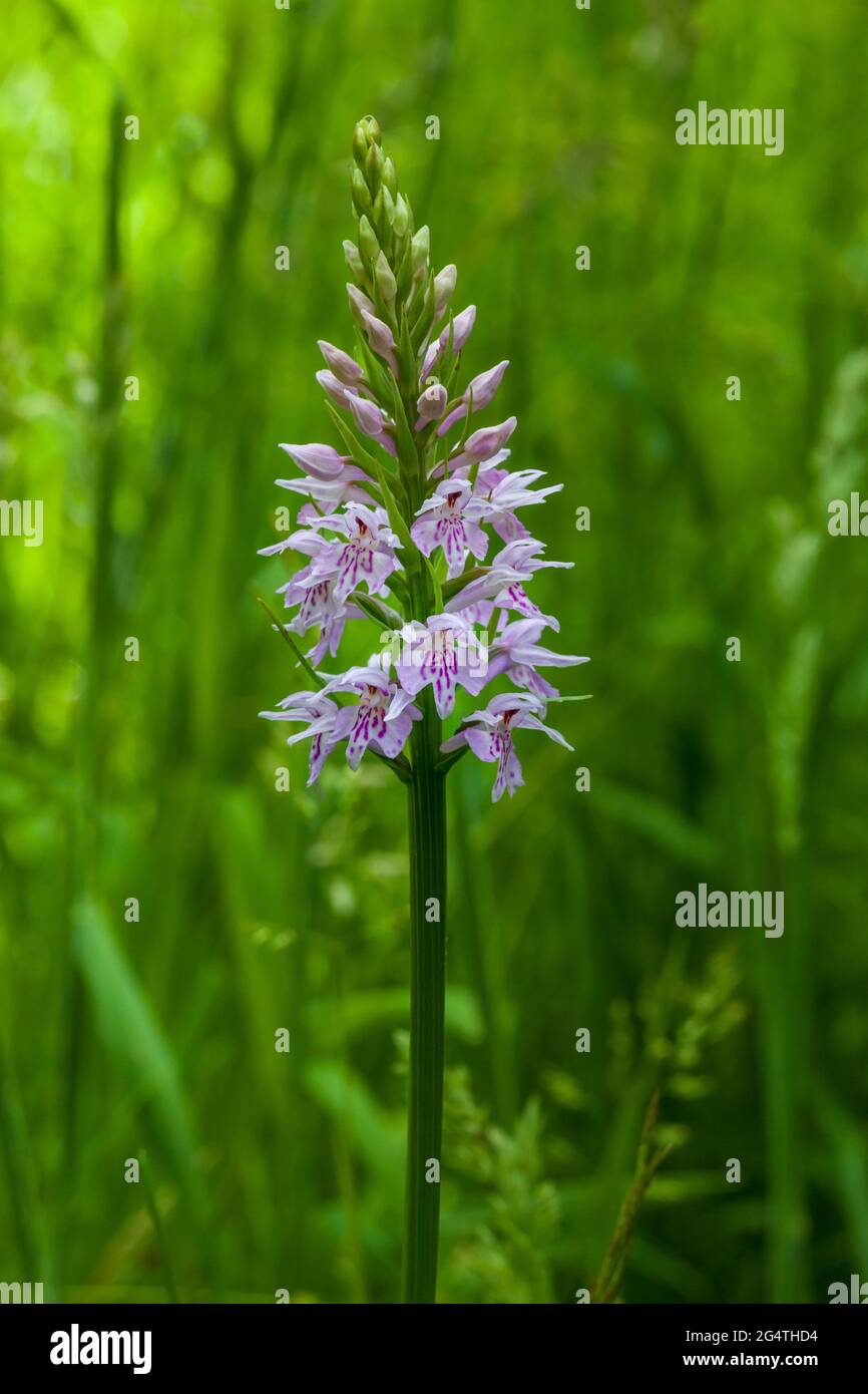A single stem of a common spotted wild orchid against a soft focus green plant background Stock Photo