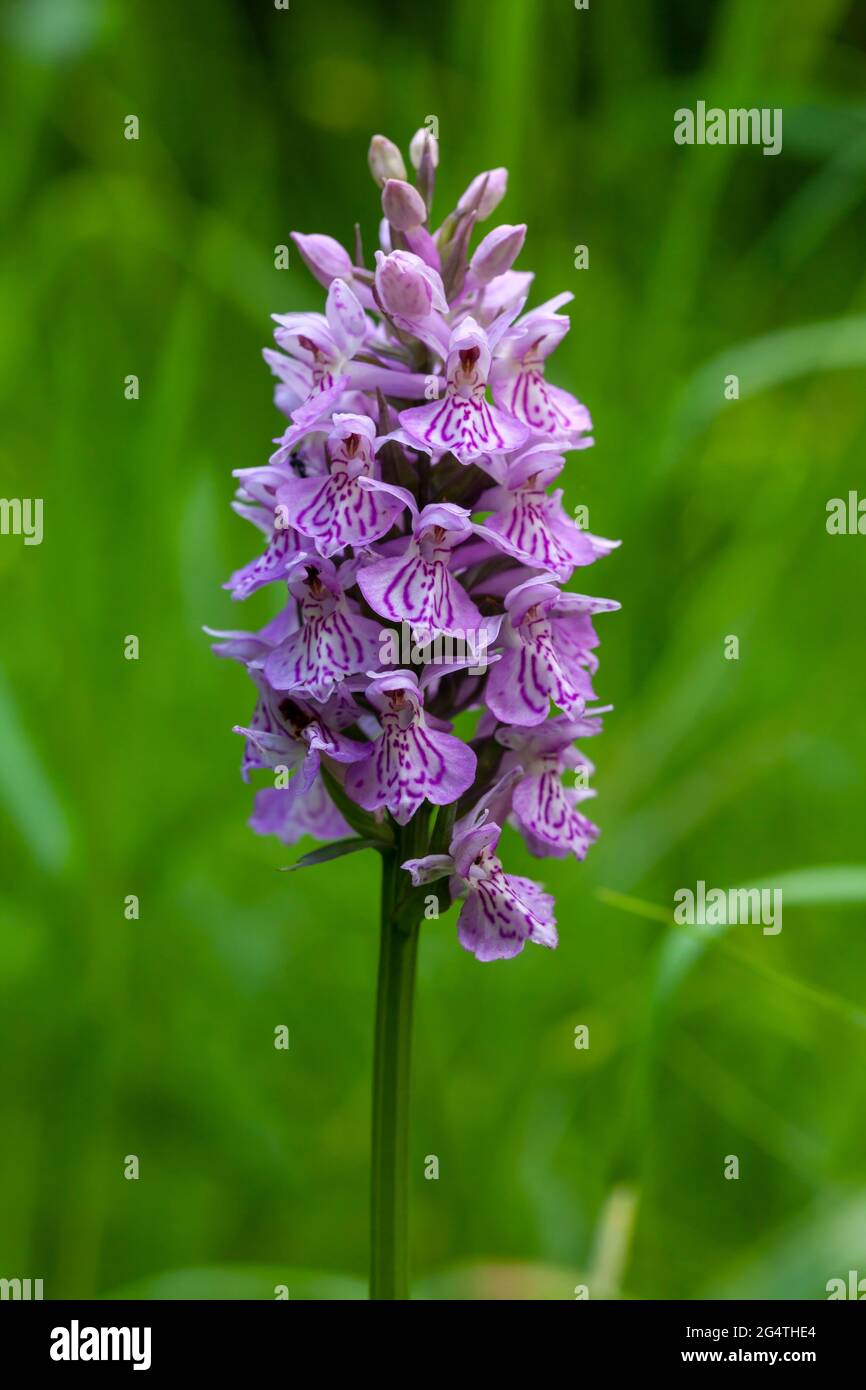 A single stem of a common spotted wild orchid against a soft focus green plant background Stock Photo