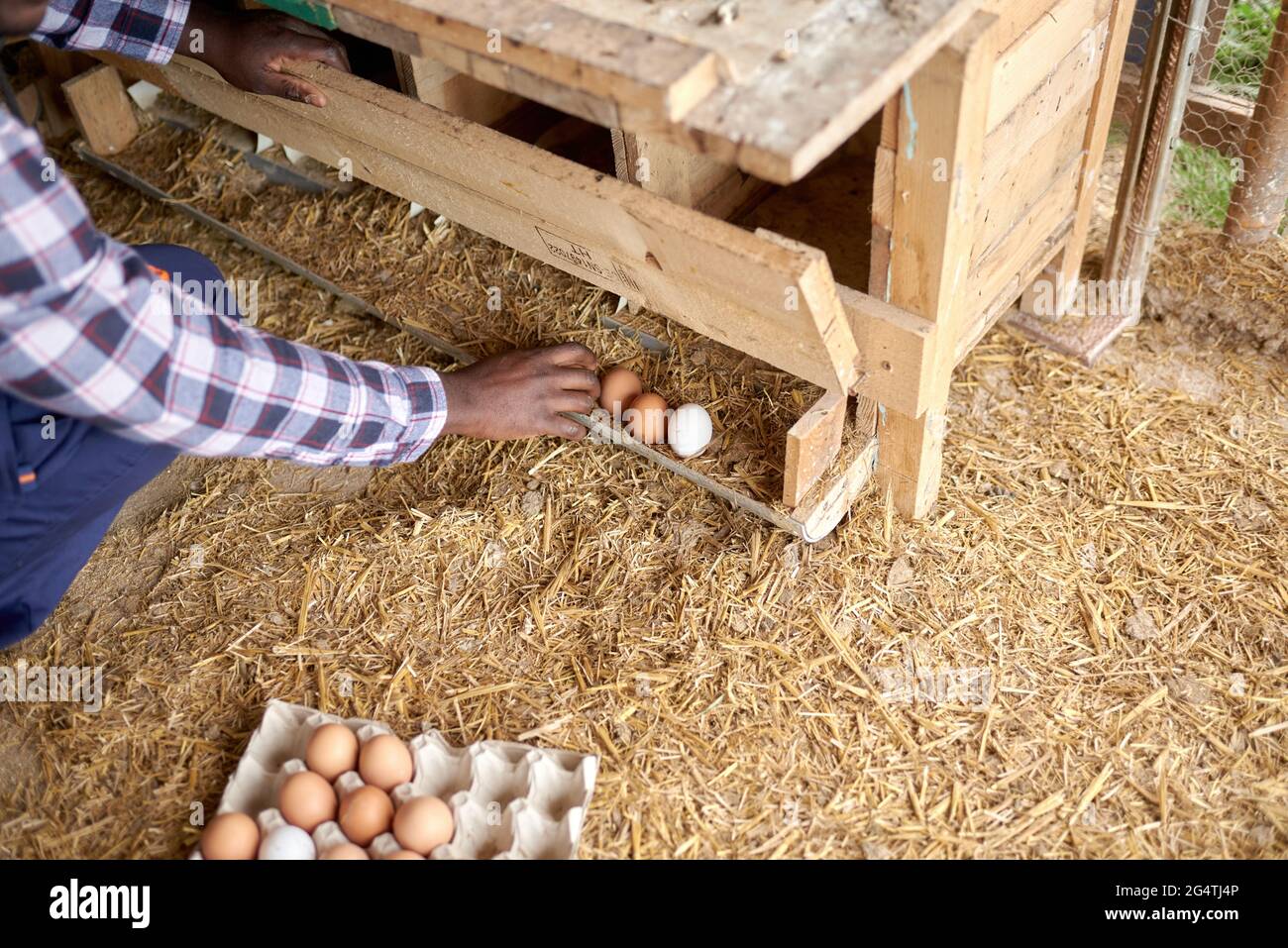 Crop black farmer collecting fresh eggs in hen house Stock Photo