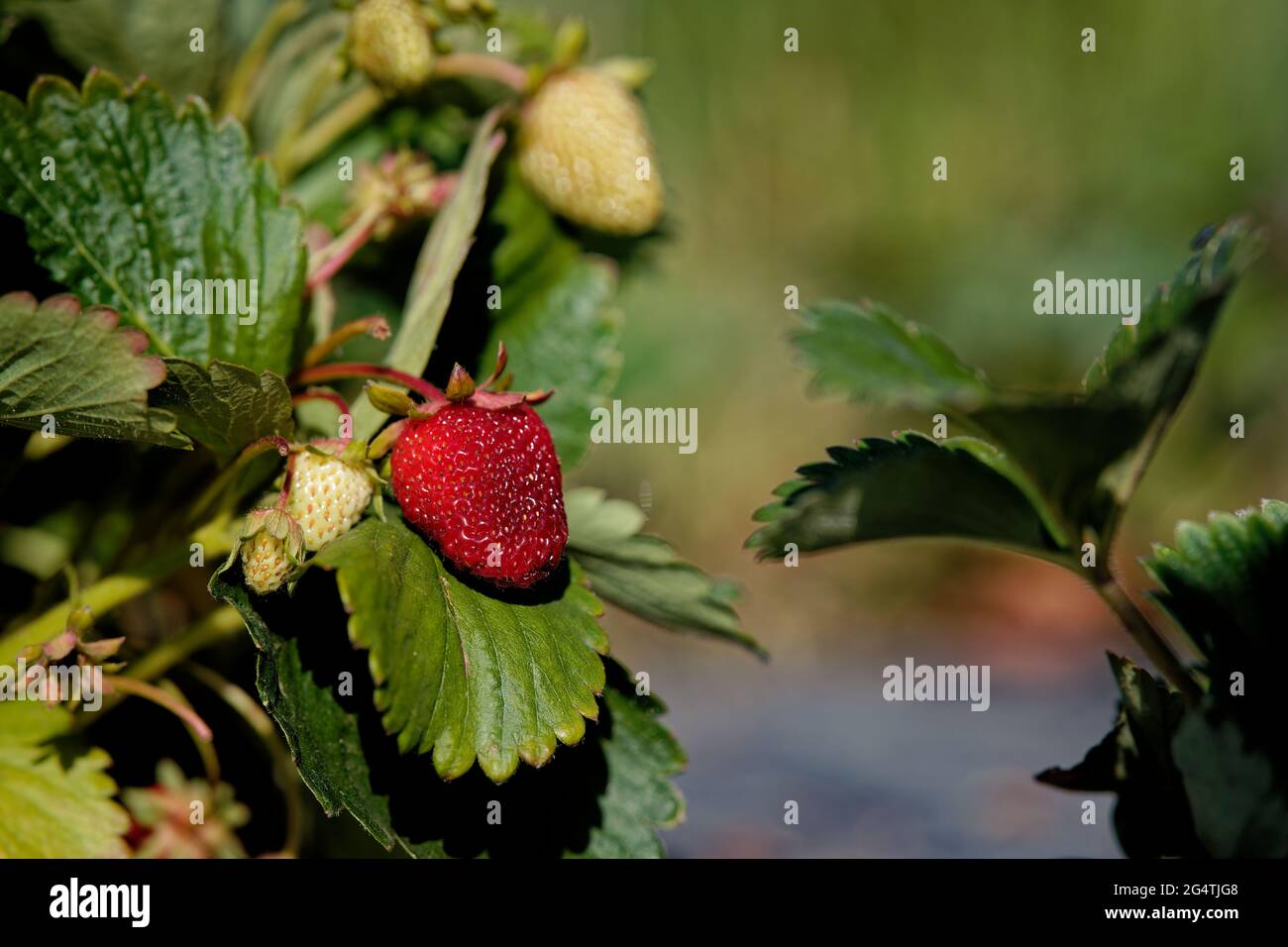 Selective focus shot of ripe and unripe strawberries on a bush Stock ...