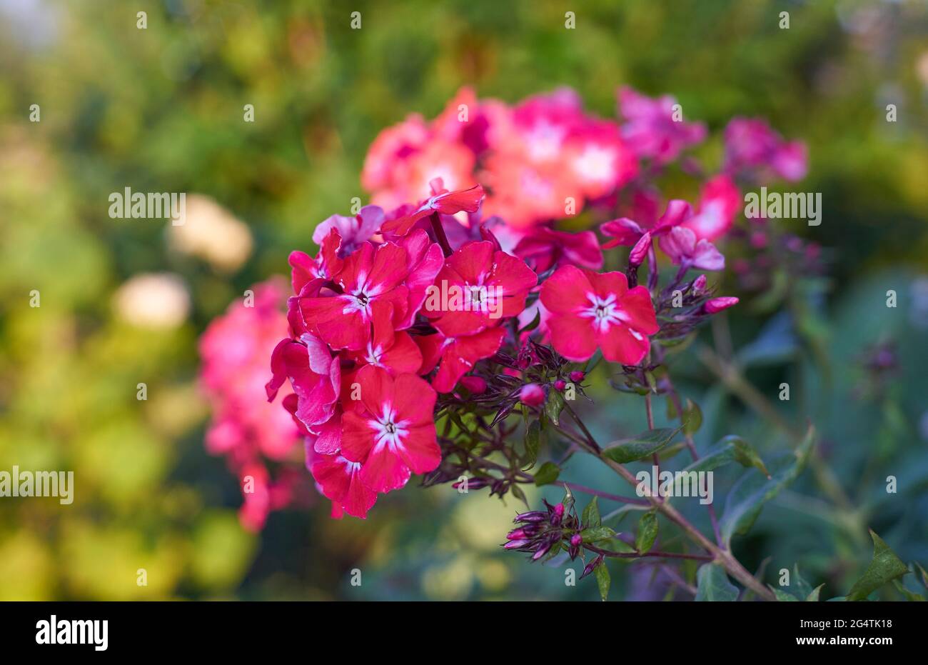 beautiful red flowers perennial phlox, summer phlox Stock Photo