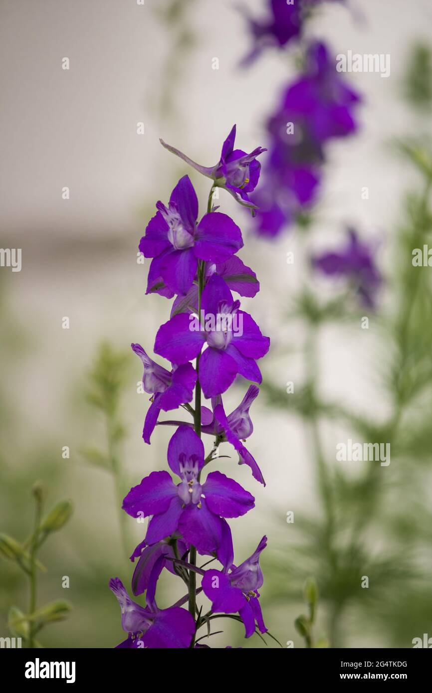 Purple larkspur wildflower hi-res stock photography and images - Alamy