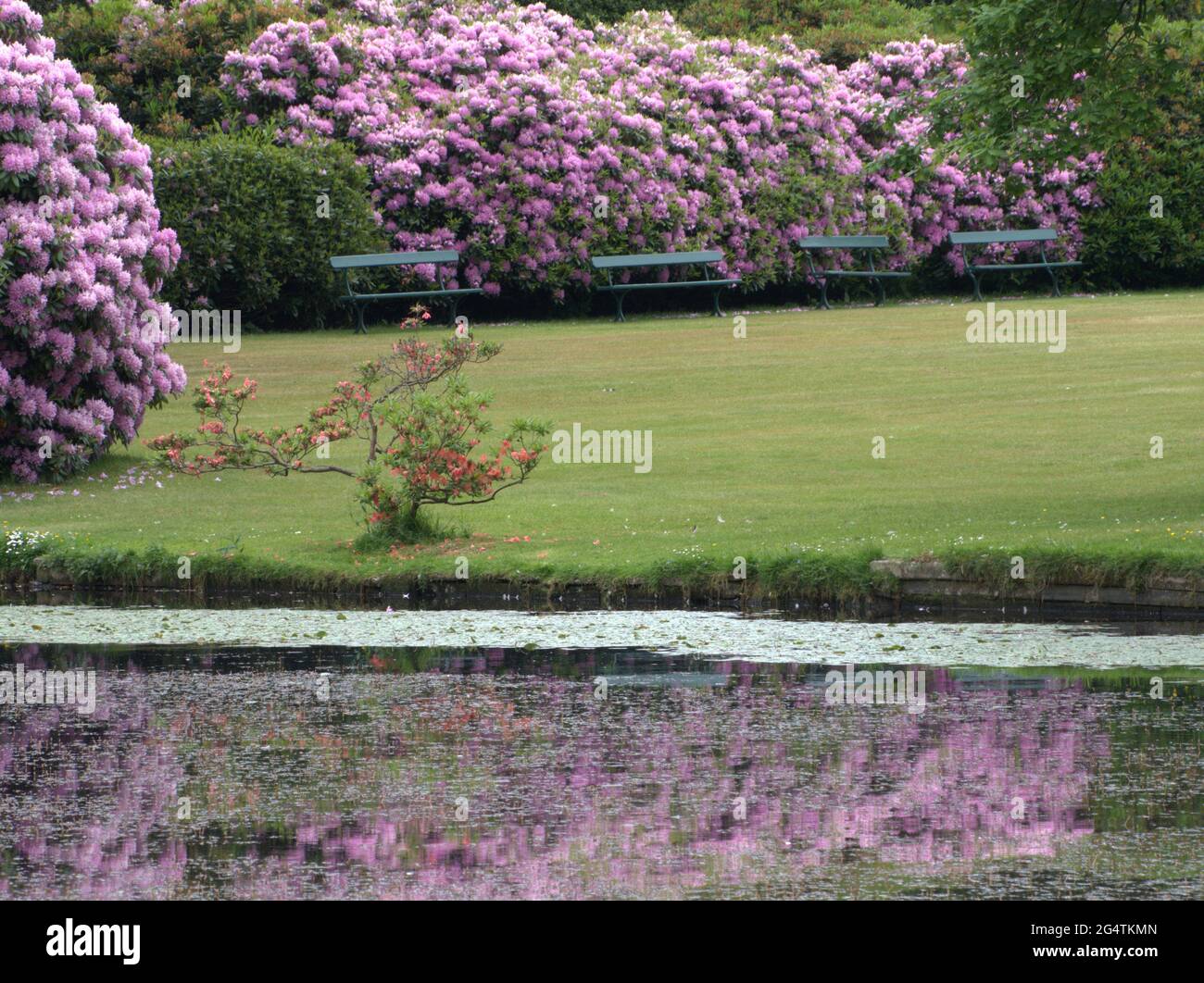 Rhododendron Bushes in full flower in the historic seeing of Gawsworth Hall gardens Stock Photo