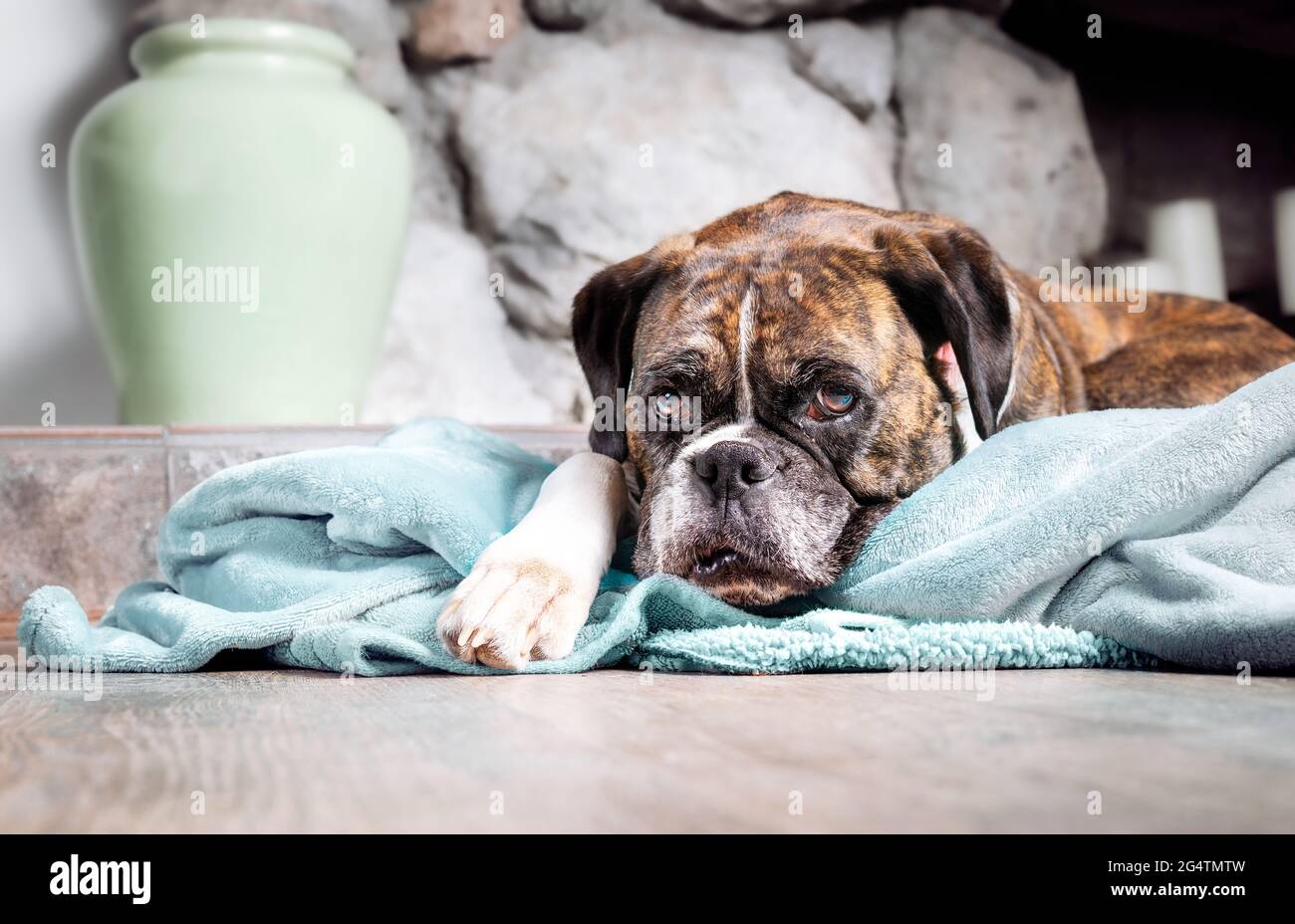Boxer dog resting on blanket while looking at the camera. 5 year old female brindle boxer with floppy ears with sad or bored expression lying in front Stock Photo