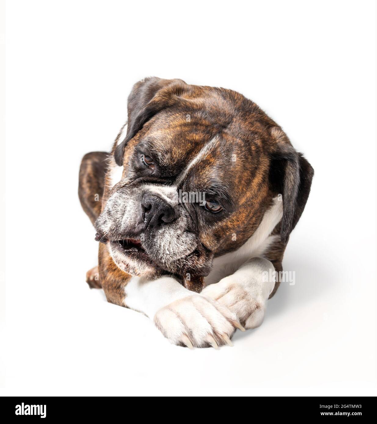 Boxer dog face profile Cut Out Stock Images & Pictures Alamy
