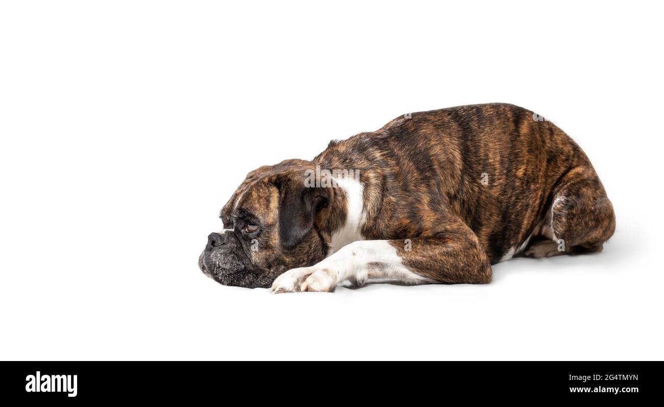 Dog lying sideways. 5 year old female brindle boxer dog with head on ground. Sad, bored or painful body language. Medium to large brown dog with short Stock Photo