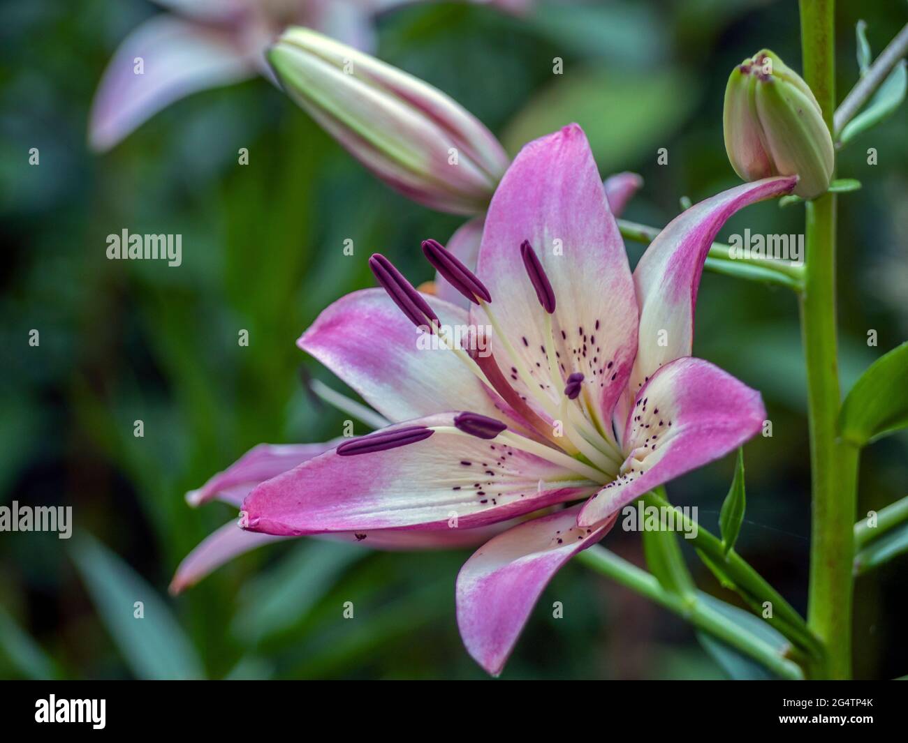 Cccc High Resolution Stock Photography and Images - Alamy