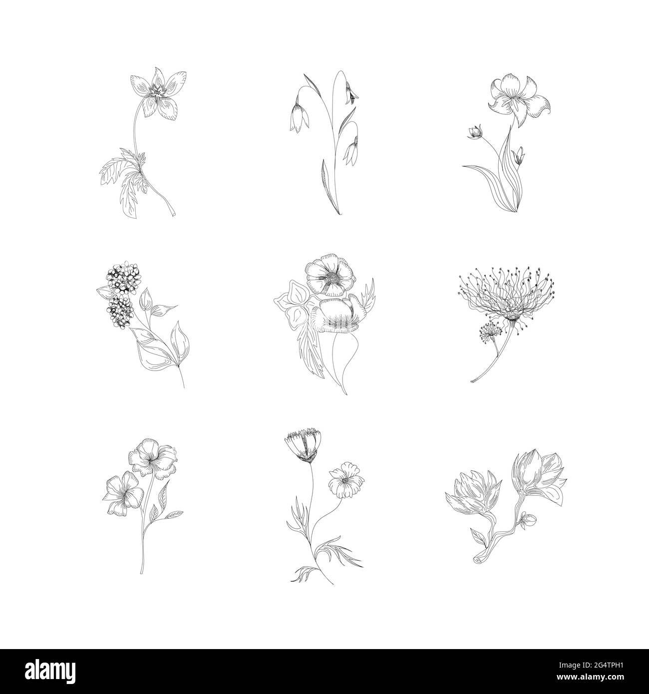 Collection of hand drawn flowers and plants. Monochrome vector ...