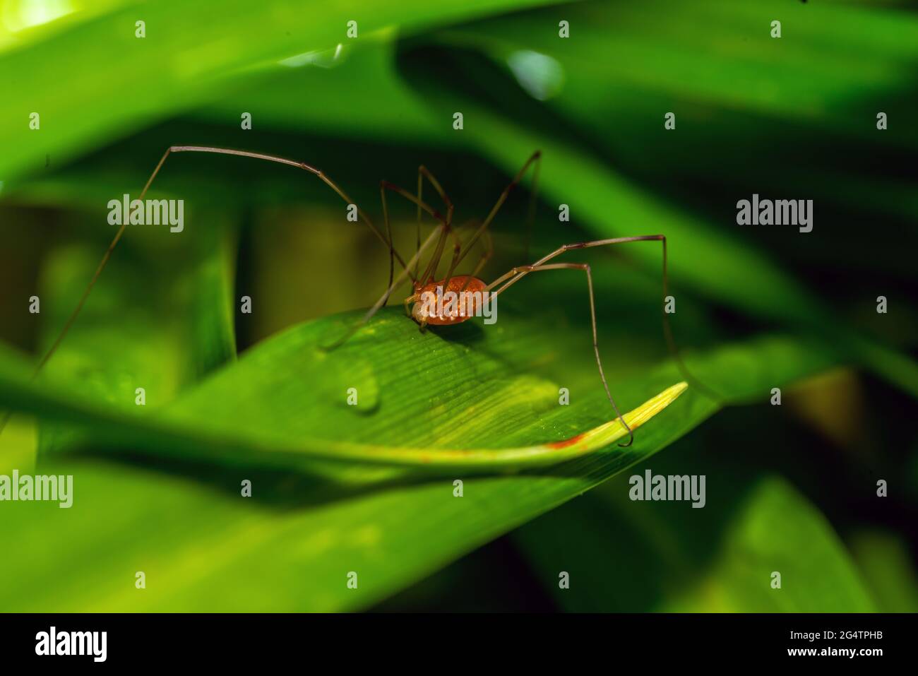 HARVESTMAN or DADDY-LONG-LEGS Order Opiliones Stock Photo - Alamy