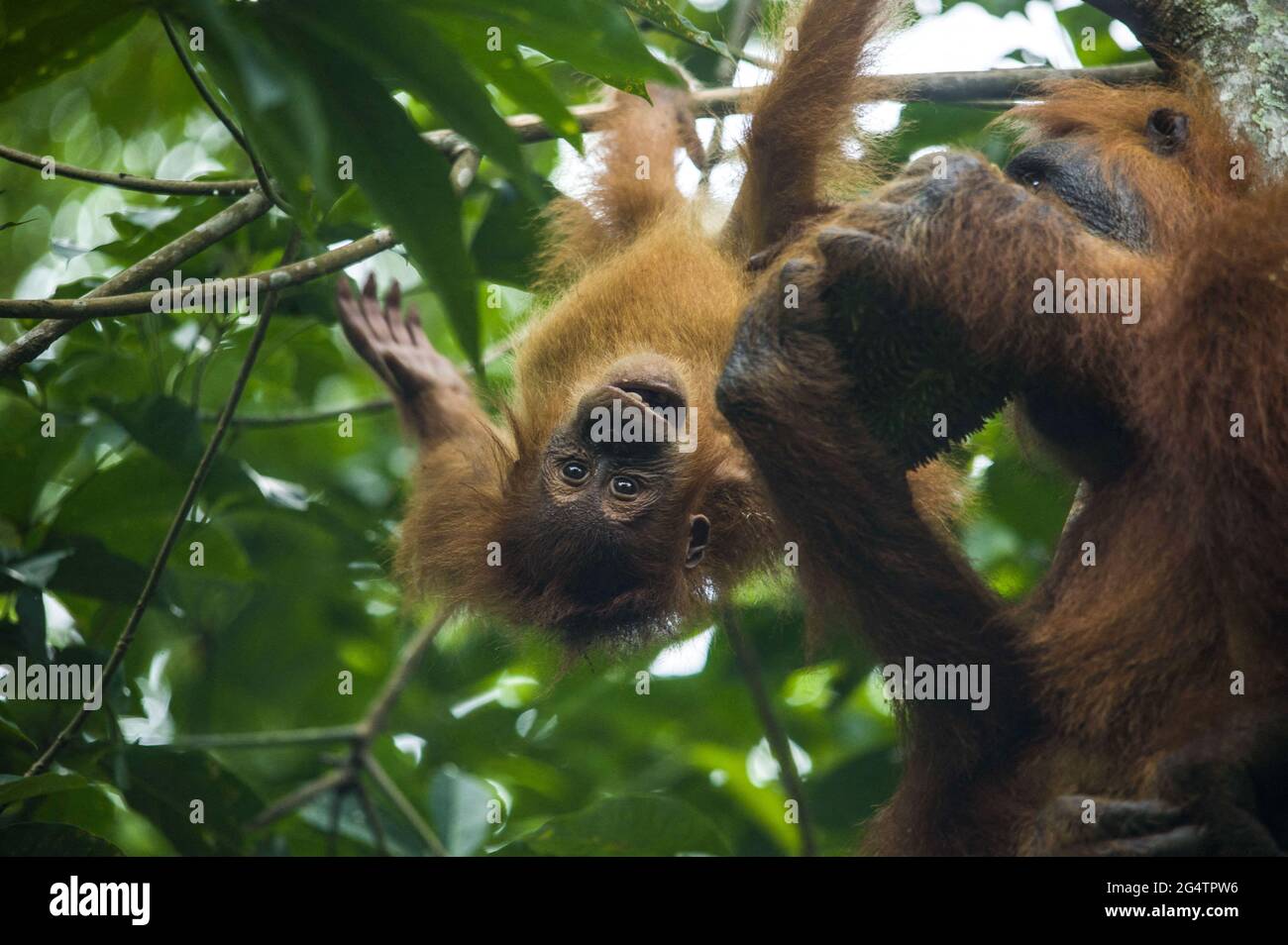 Wild Baby Orangutan Eating Red Berries in the Forest of Borneo Malaysia  Stock Photo - Image of emotions, expression: 85134678