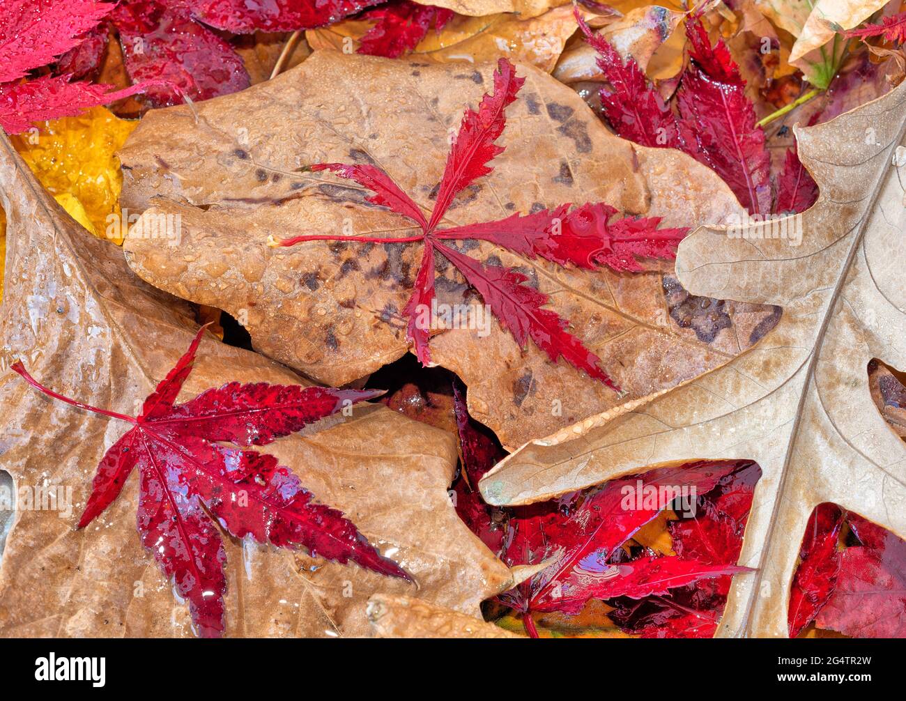 japanese elm tree leaves