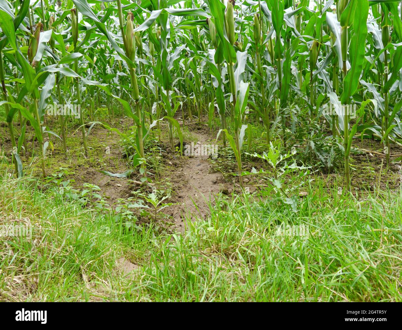 trampled maize field by wild boar Stock Photo