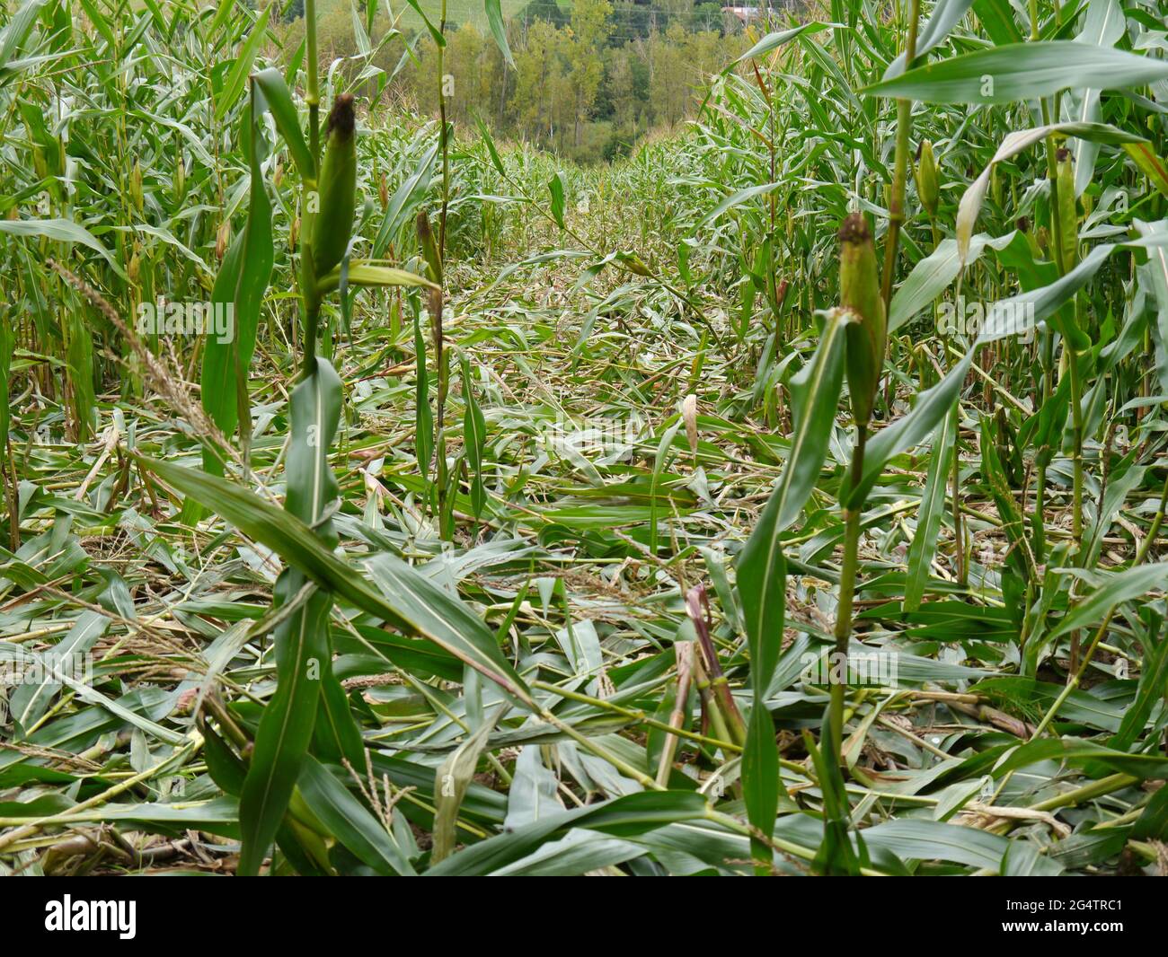 trampled maize field by wild boar Stock Photo