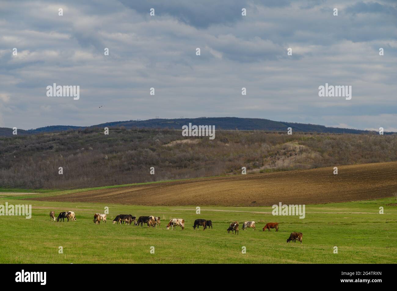 Cows herd at a meadow among green hills Stock Photo - Alamy