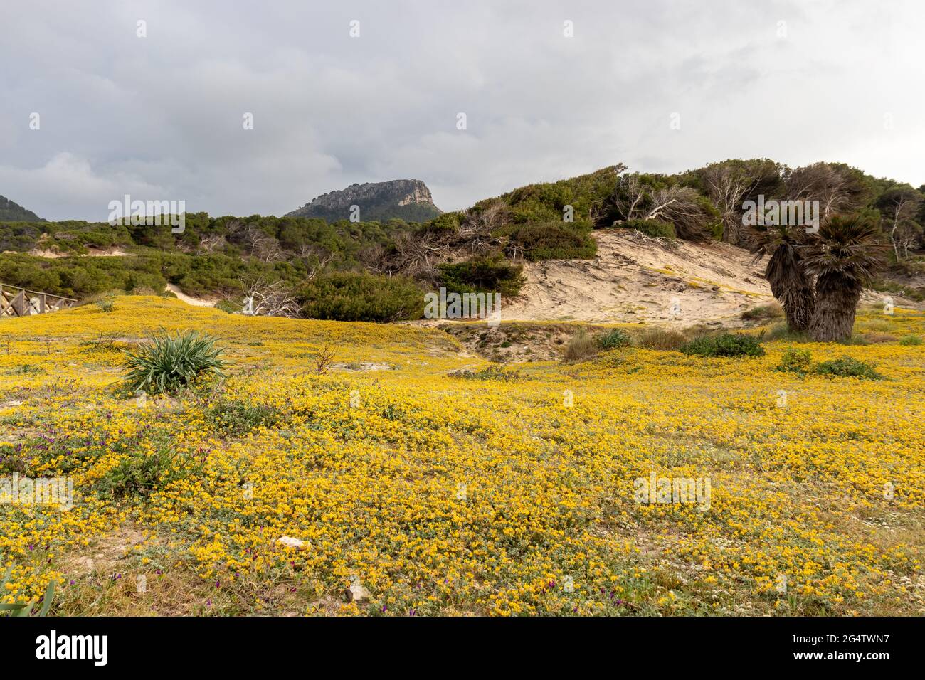 Yellow Spring flower field on beach cala mesquida leading to mountains in the background Stock Photo