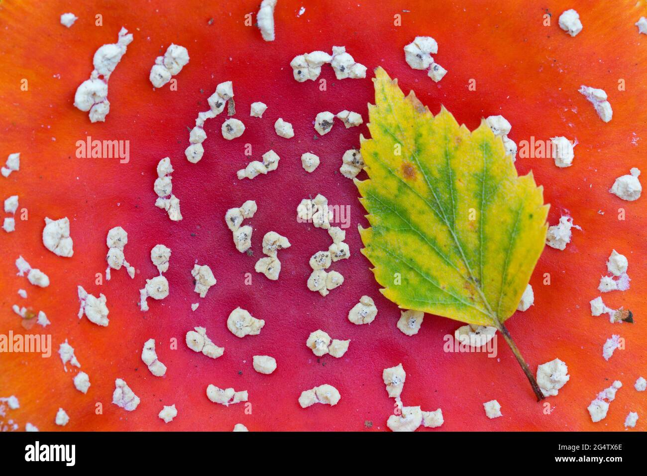 Fallen downy birch / European white birch leaf showing autumn colours resting on cap of fly agaric / fly amanita mushroom (Amanita muscaria) Stock Photo