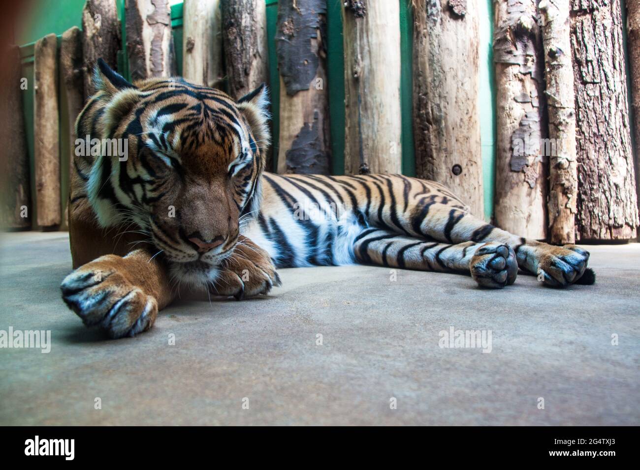 Sumatran tiger (Panthera tigris sumatrae) in Prague zoo Stock Photo