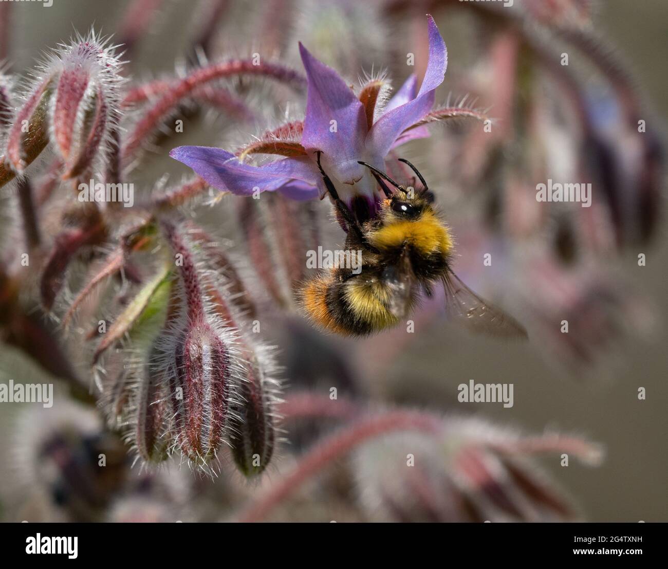 Bee foraging for nectar and pollen on borage flowers Stock Photo
