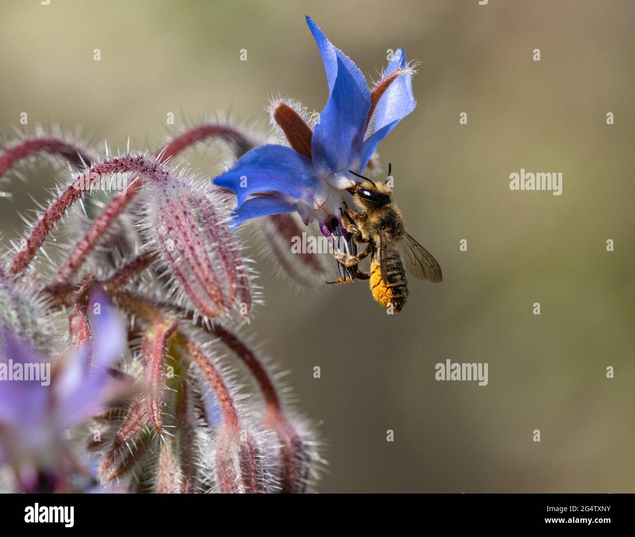 Bee foraging for nectar and pollen on borage flowers Stock Photo