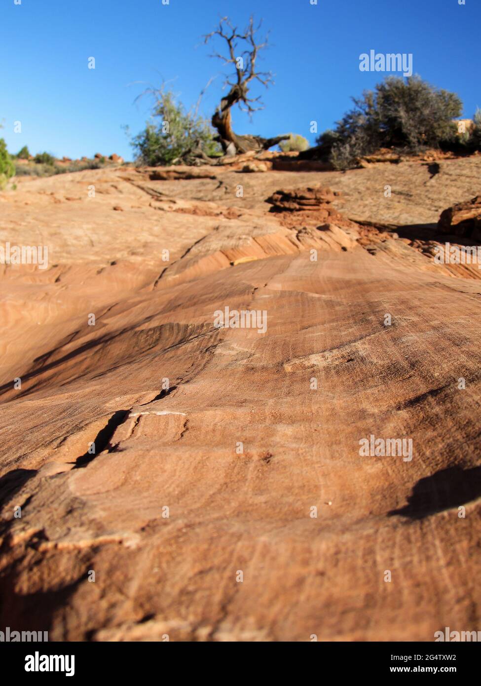 Stripes, formed from the top of crossbedding, on a rocky outcrop in the desert of the Escalante-Grand Staircase National Monument of South eastern Uta Stock Photo